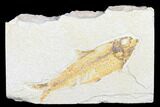 Detailed Fossil Fish (Knightia) - Wyoming #176377-1